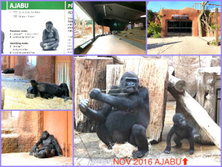 137 I met "AJABU" when he was 7 months old in November 2016. However, now I don't know who is Ajabu.